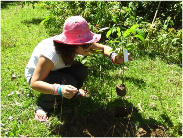 tree planting