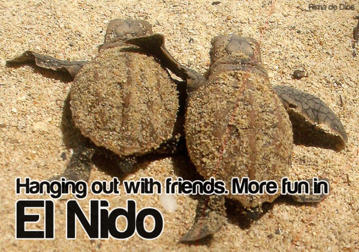 elnido fun2 - turtles