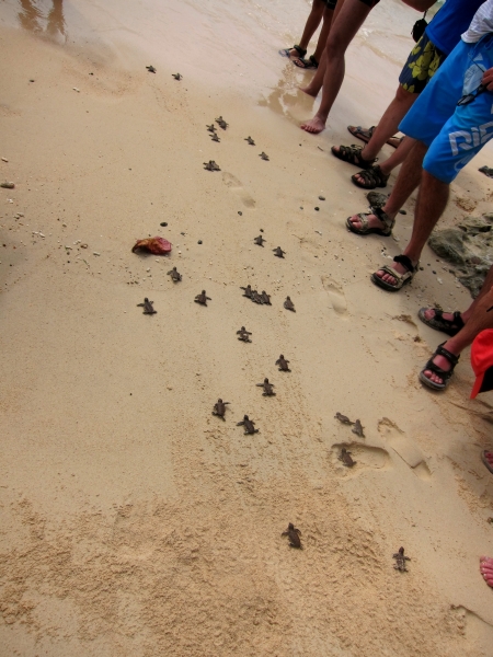 02 turtles walking_small