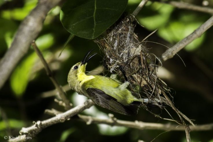 olivebacked sunbird female El Nido Kitsie Torres