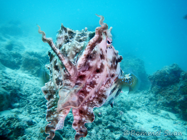 cuttlefish1 Rommel Suan