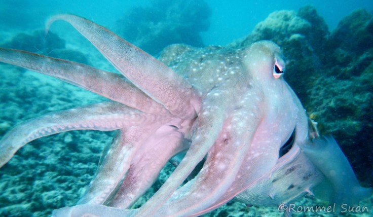 cuttlefish2 Rommel Suan