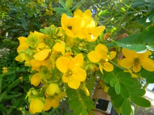 Their colors can sure brighten up anyone's day! :)