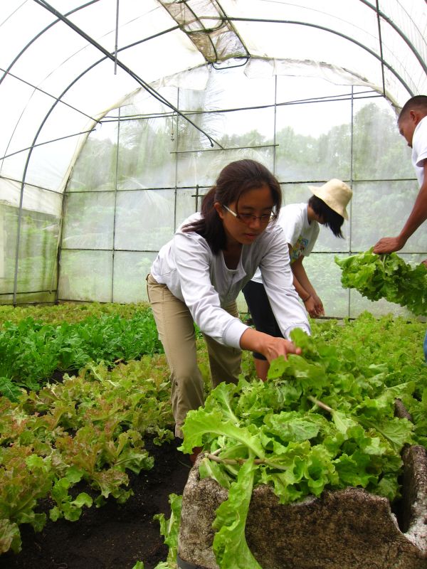 And harvesting the lettuce!
