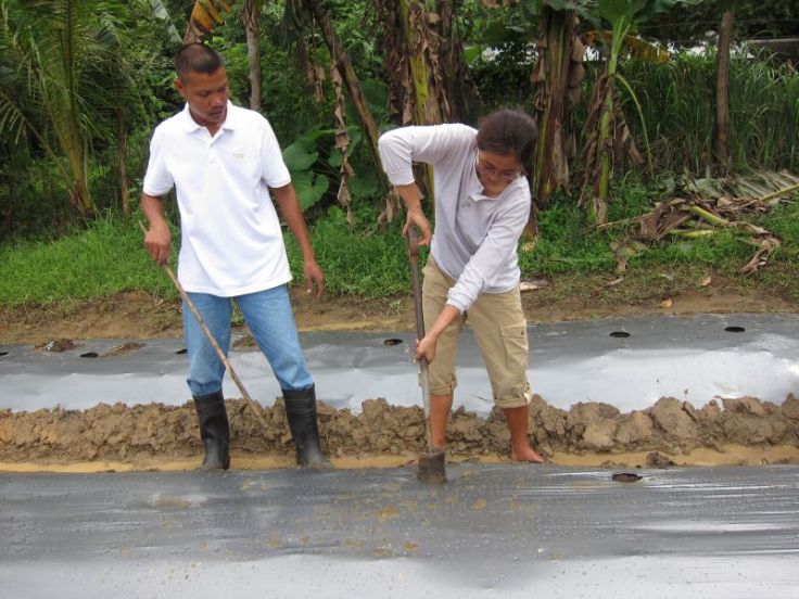 Making holes in the plastic-covered plot for the tomato seedlings