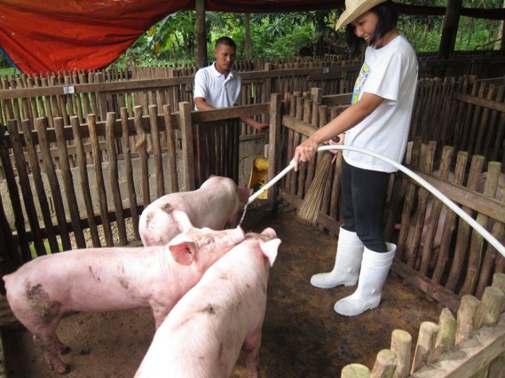 Jamie cleaning the pigs off while cleaning their stall.