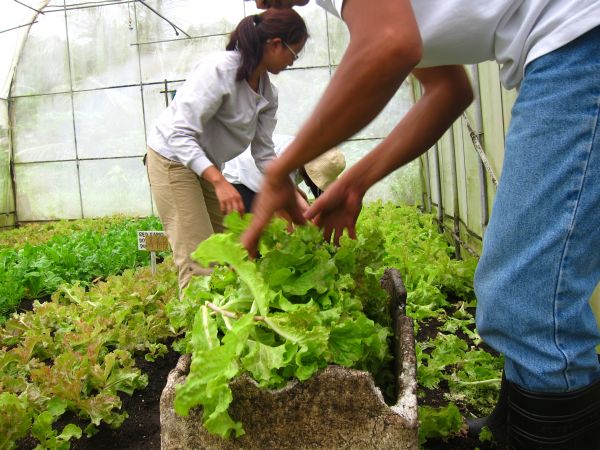 Harvesting lettuce from the TKP greenhouses
