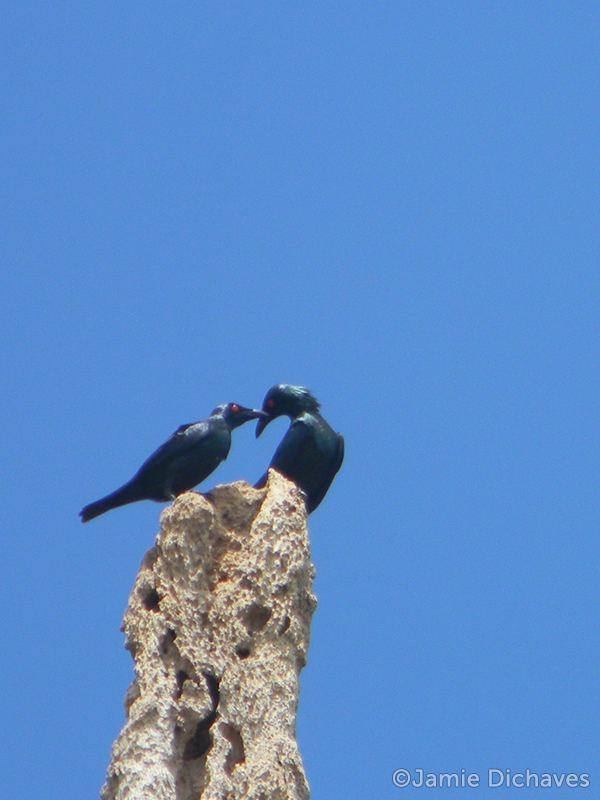 asian glossy starling1 - jamie