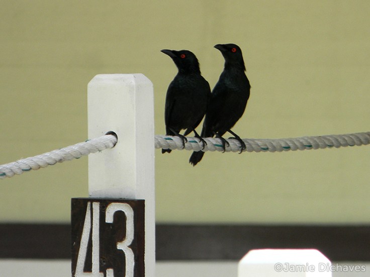 asian glossy starling2 - jamie