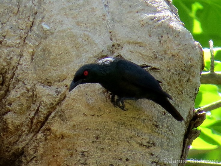 asian glossy starling3 - jamie