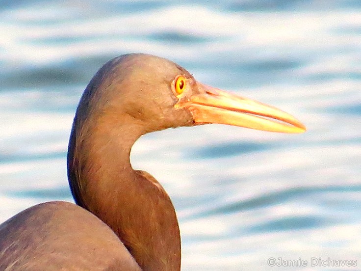 eastern reef egret1 - jamie