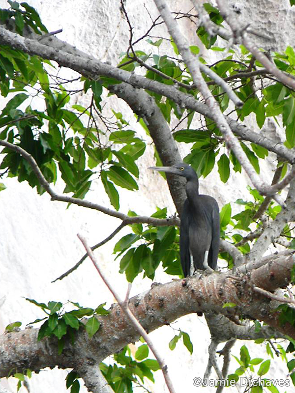eastern reef egret2 - jamie
