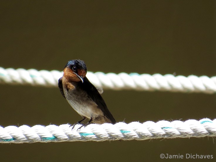 pacific swallow2 - jamie