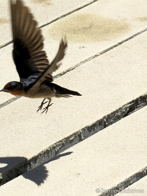 pacific swallow3 - jamie