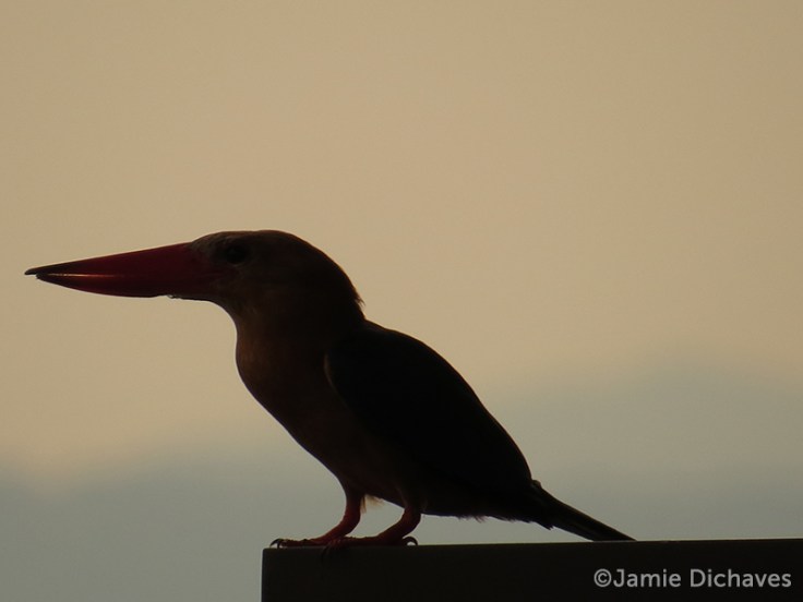 stork-billed kingfisher2 - jamie