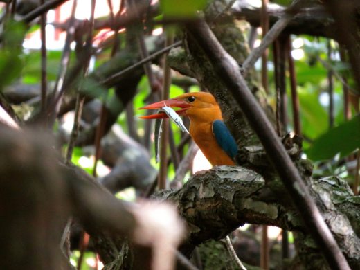 Stork-billed Kingfisher in the Lagen mangroves 