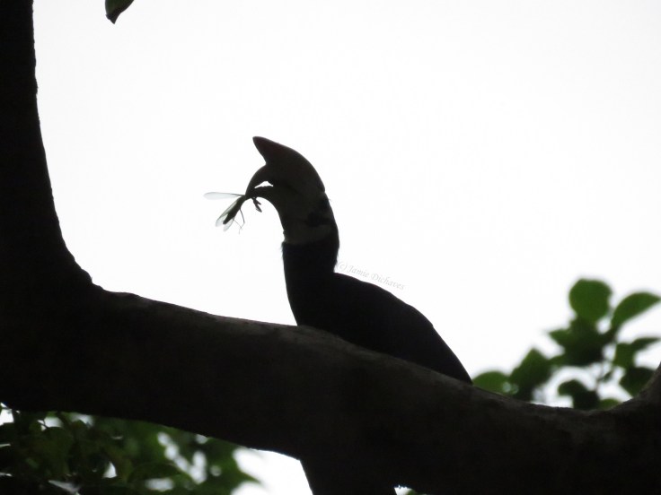 Apparently, this was the source of all the commotion!