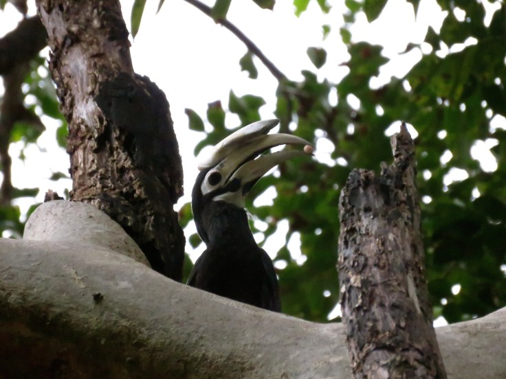 It was fed with fruits...