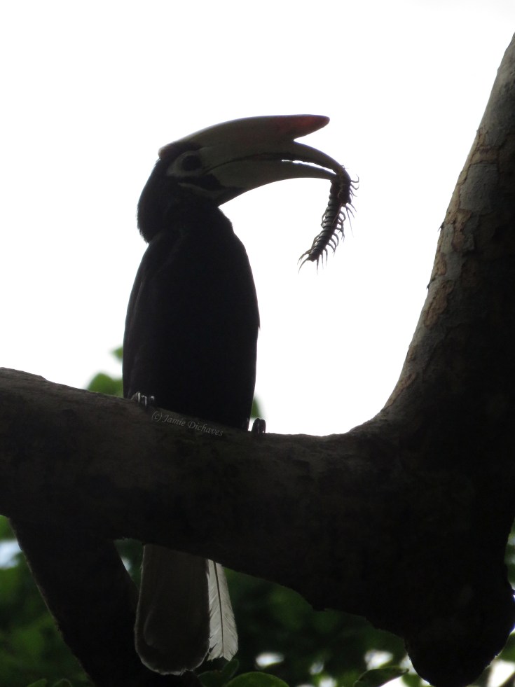 ...and of course, yummy, protein-rich invertebrates too!