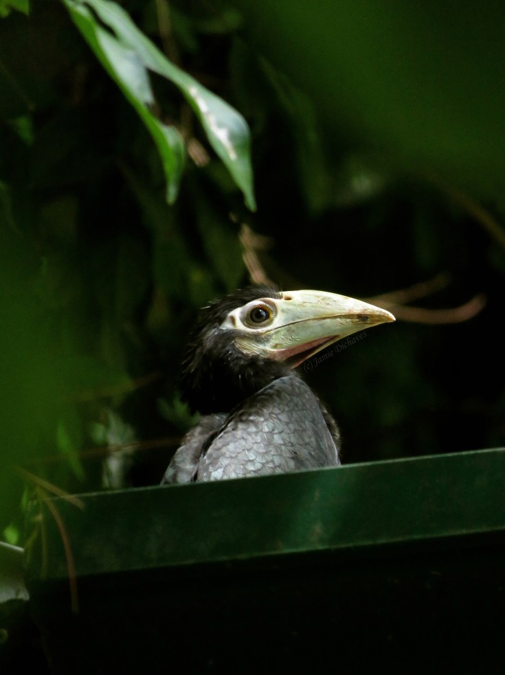 BayloPalawanHornbillJamieDichaves34