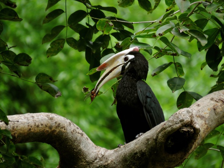 This time with a big chunky cicada too!