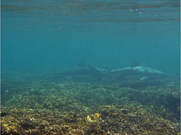 Blacktip reef shark at Pangulasian. Photo by Jenica Dizon.