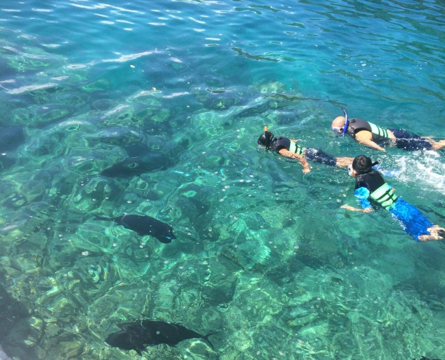 Guest snorkeling with our big friends