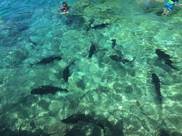 The jacks visiting the  Miniloc house reef