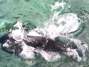 Jacks aggressively jump out of the water to snatch their food