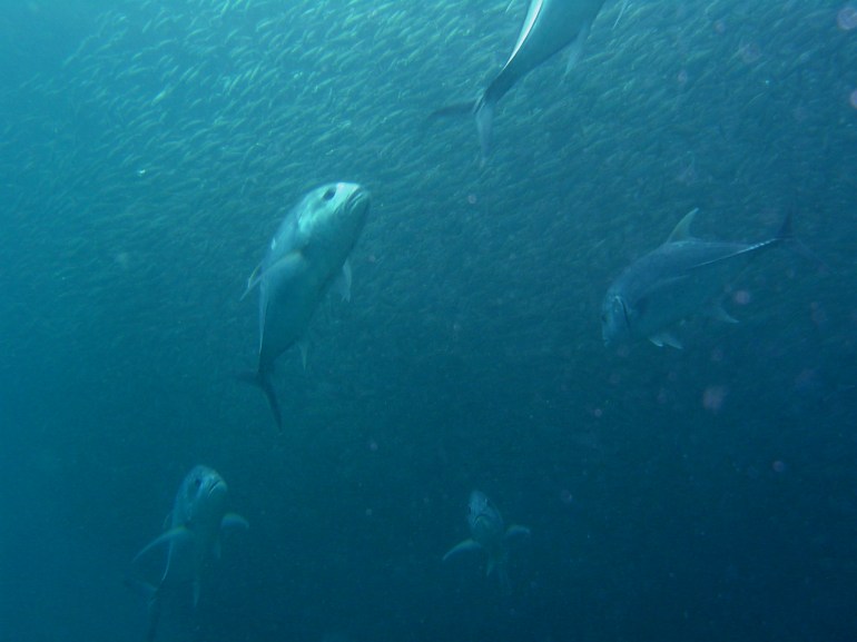 Jacks in Miniloc by Chris Ng