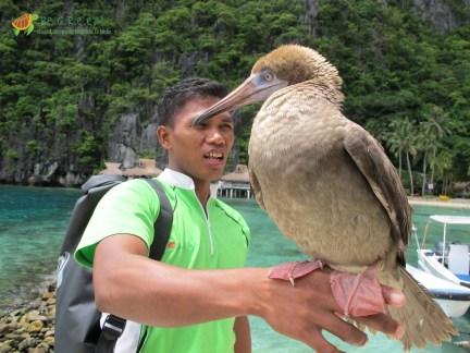 Seabird showing signs of familiarity with people