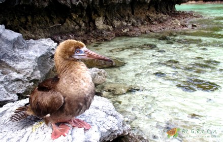 Still as a statue. Red-footed booby during the first attempt to release it at the Big Lagoon beach