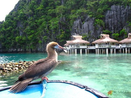 Locating Booby near the school of silversides, for higher chances of hunting