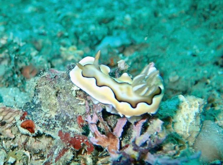 67242921_2201064773468294_4529833953334394880_n