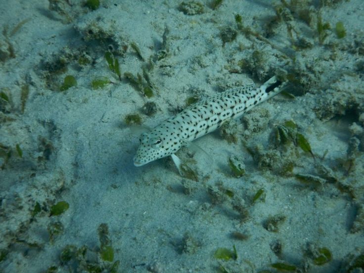 73322051_2276344069273697_8381882678214918144_o